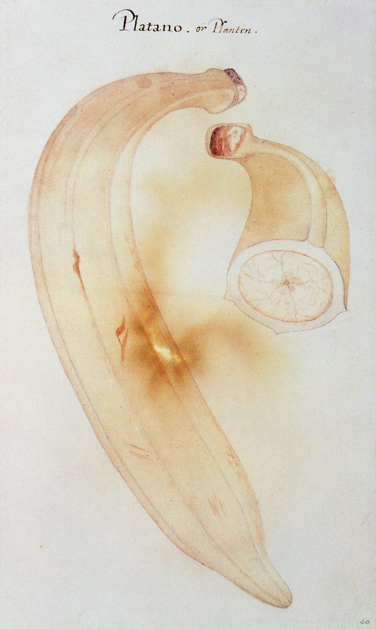 Plantain cornu - John White