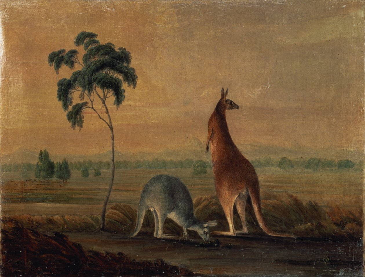 Kangourous dans un paysage, vers 1819 - John William Lewin