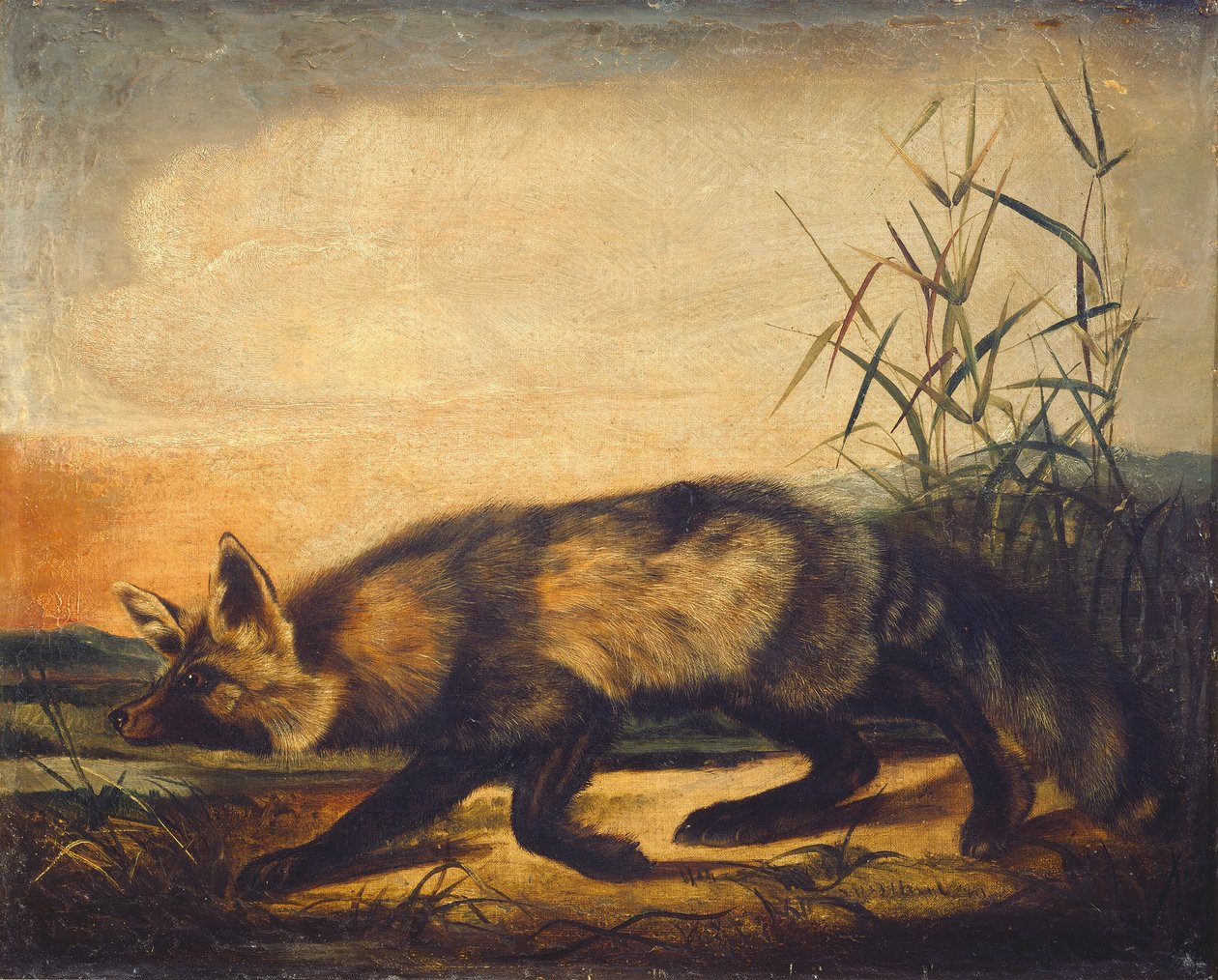 Renard roux à longue queue - John Woodhouse Audubon