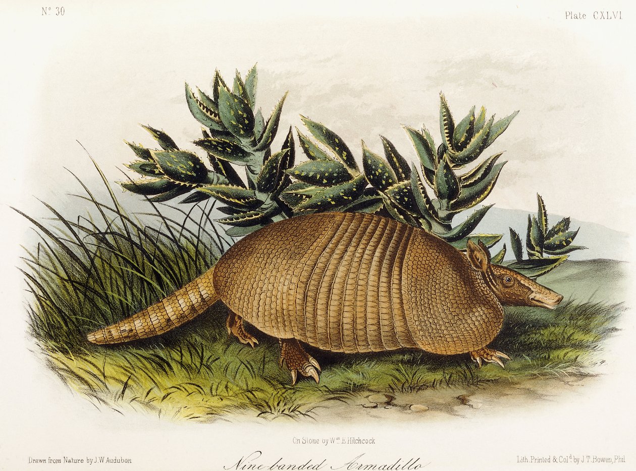Tatou à neuf bandes - John Woodhouse Audubon