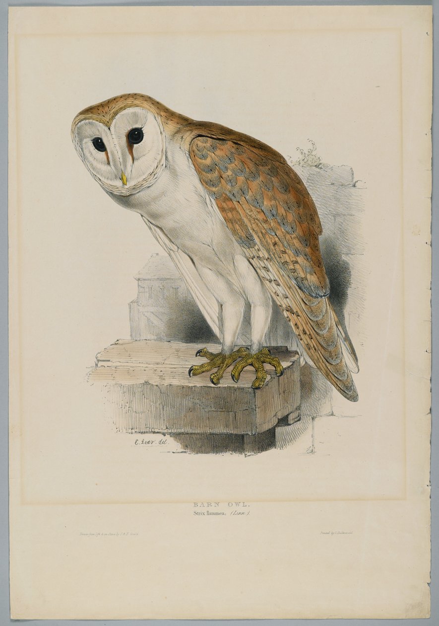 Strix Flammea - Chouette effraie - John after Gould