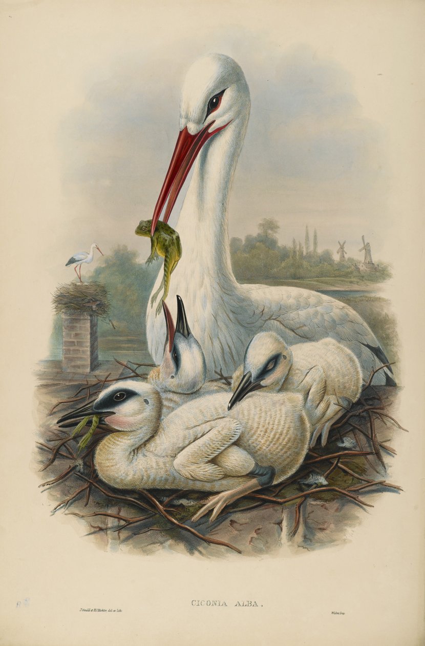 Image inconnue - John after Gould