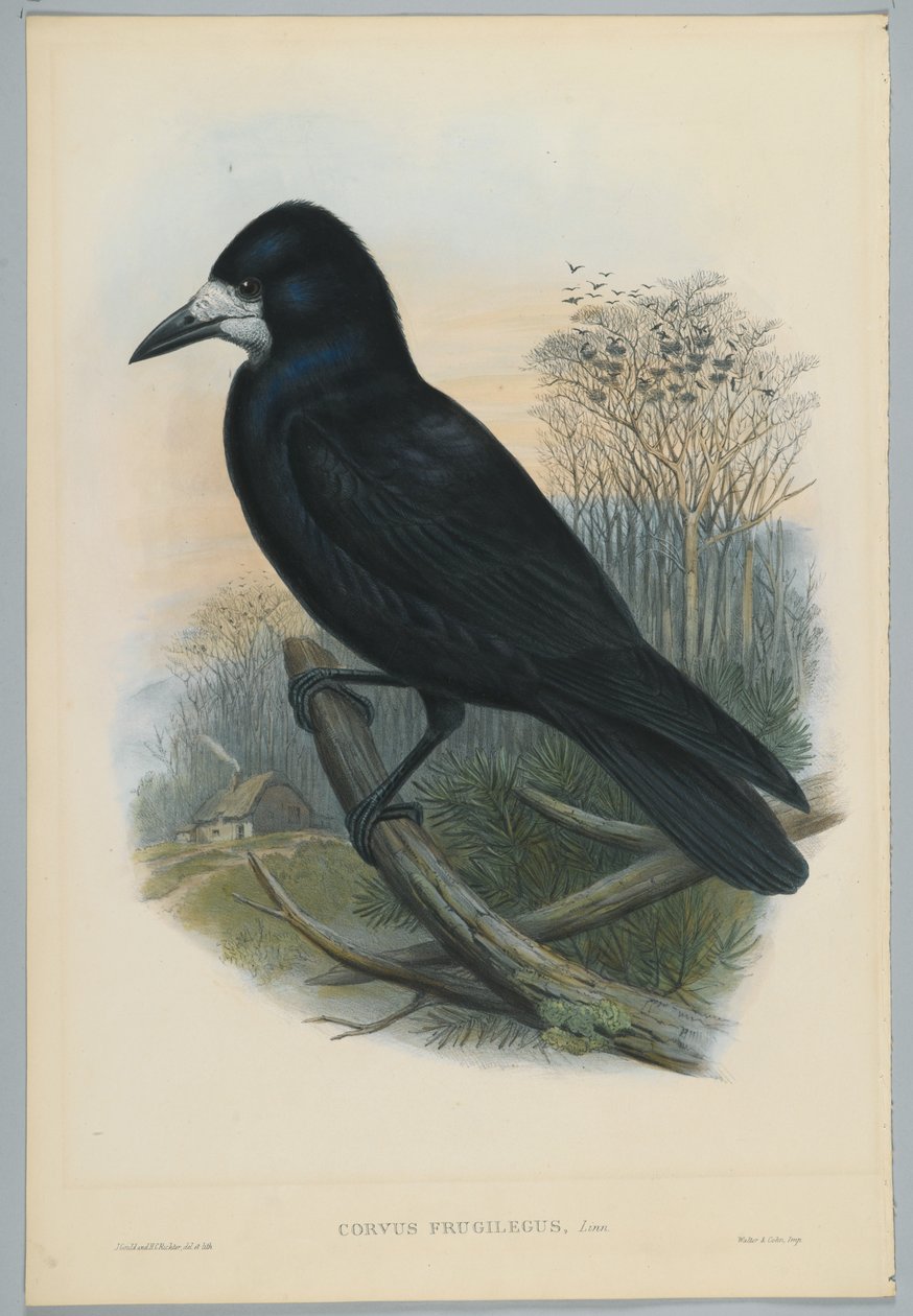 Image inconnue - John after Gould