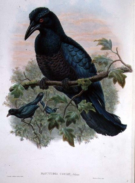 Manucode à crête bouclée - John and Hart, William Gould