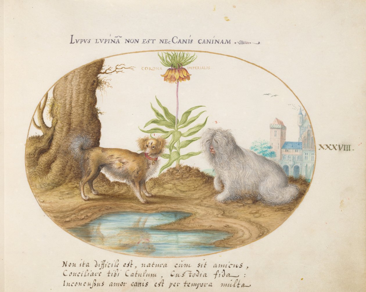 Animalia Aqvatilia et Cochiliata (Aqva) - Planche XXXVIII - Joris Hoefnagel