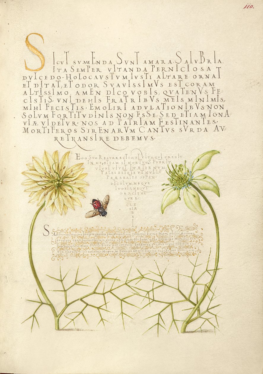 Cumins noirs et insectes - Joris Hoefnagel
