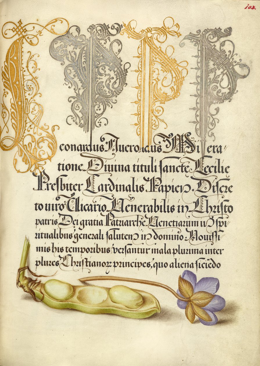 Fèves et feuilles de foie - Joris Hoefnagel
