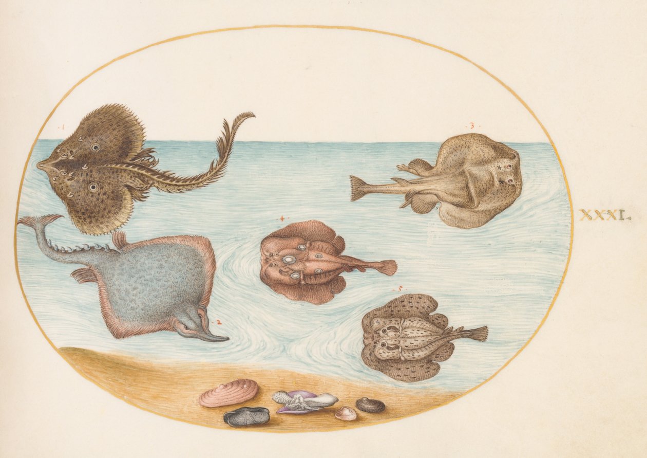 Poissons, c.1575-80 - Joris Hoefnagel