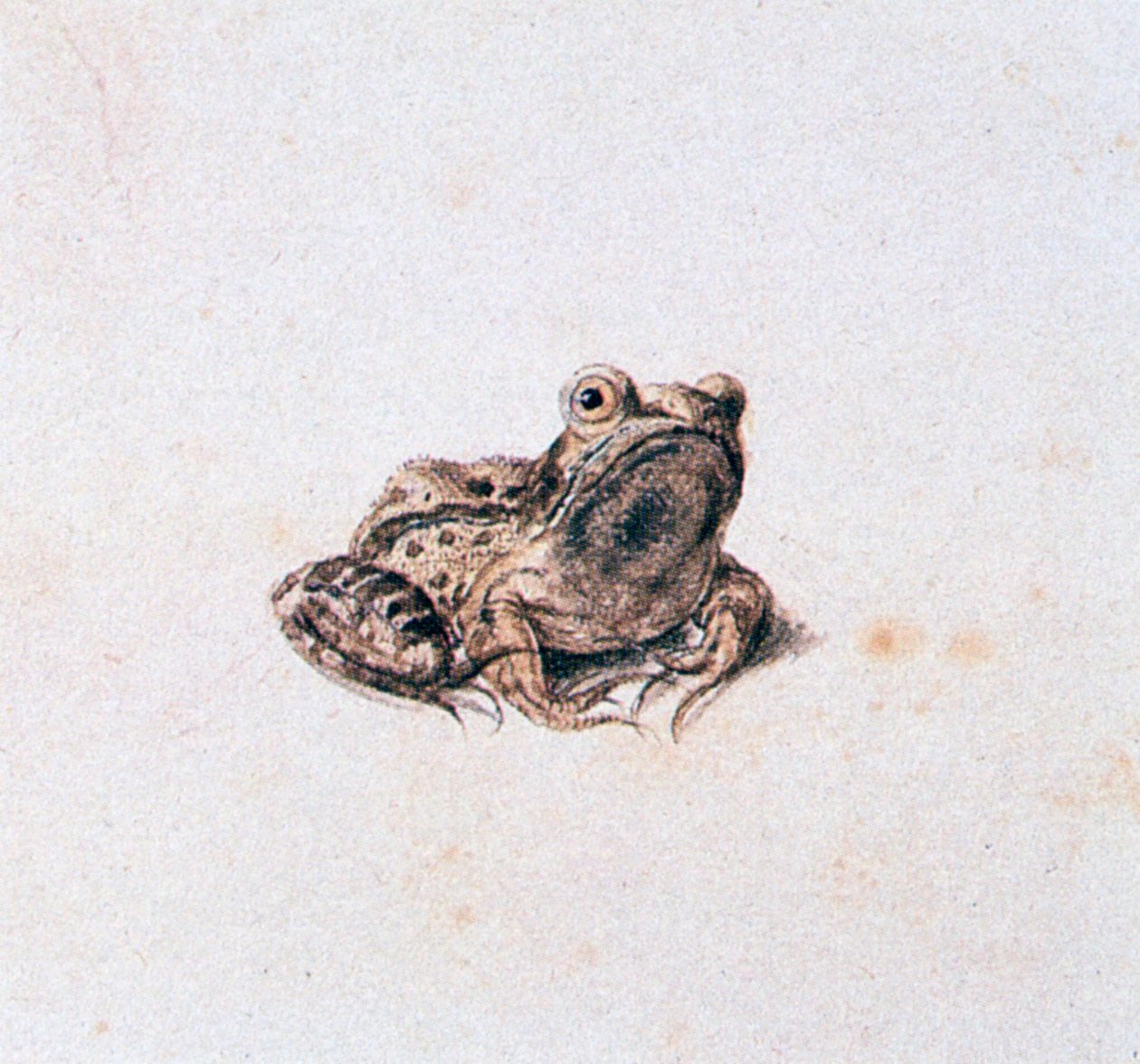 Grenouille verte, 16ème siècle - Joris Hoefnagel