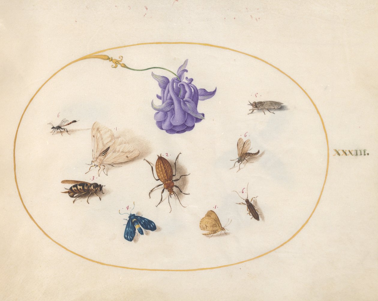 Insectes, vers 1575-80 - Joris Hoefnagel