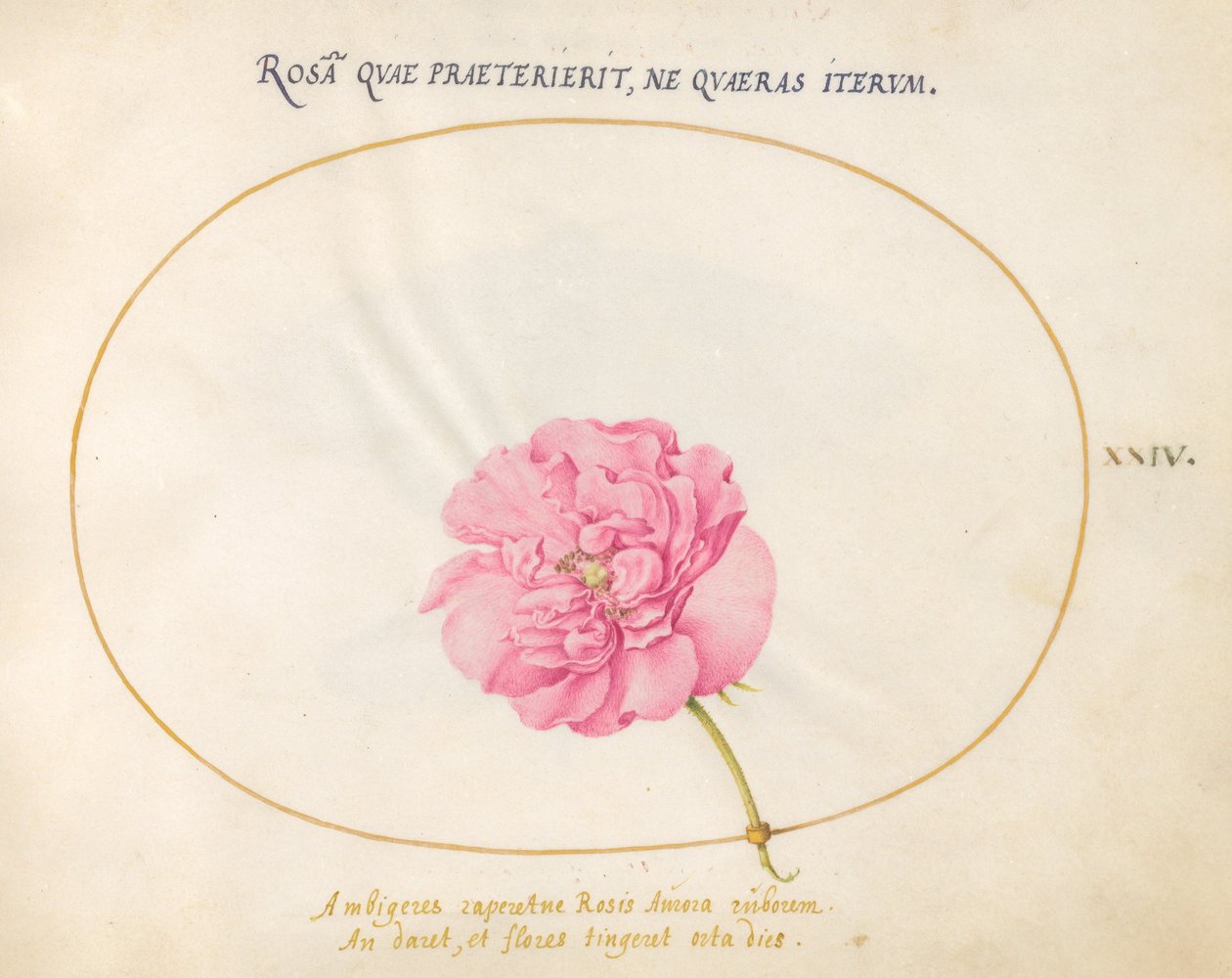 Planche 24 : Rose Rose - Joris Hoefnagel