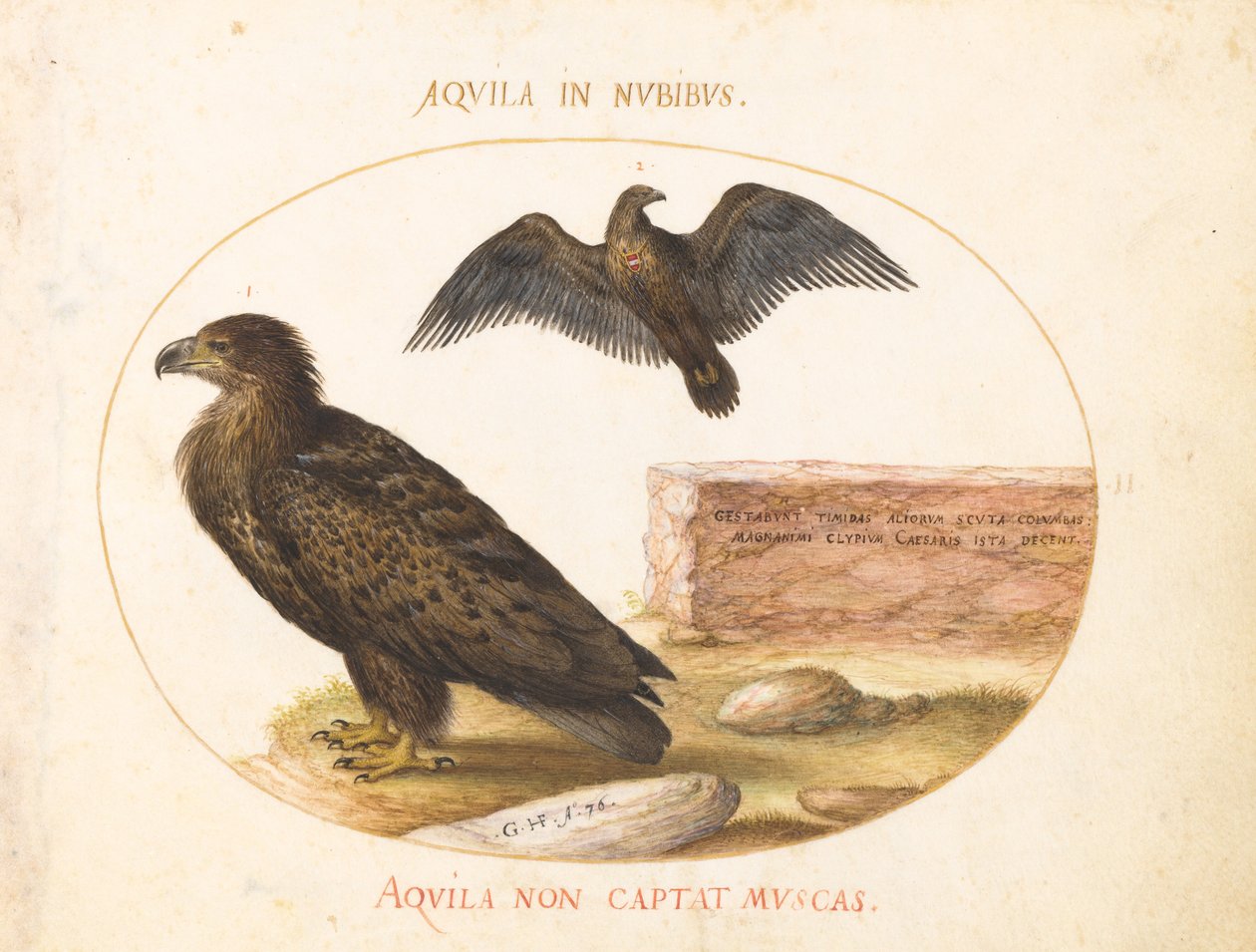Planche 2 : Deux aigles - Joris Hoefnagel