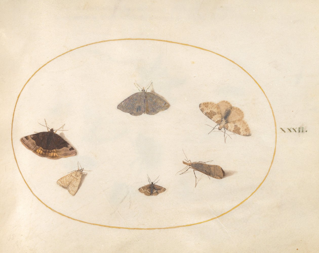 Planche 32 : Six Papillons de Nuit - Joris Hoefnagel