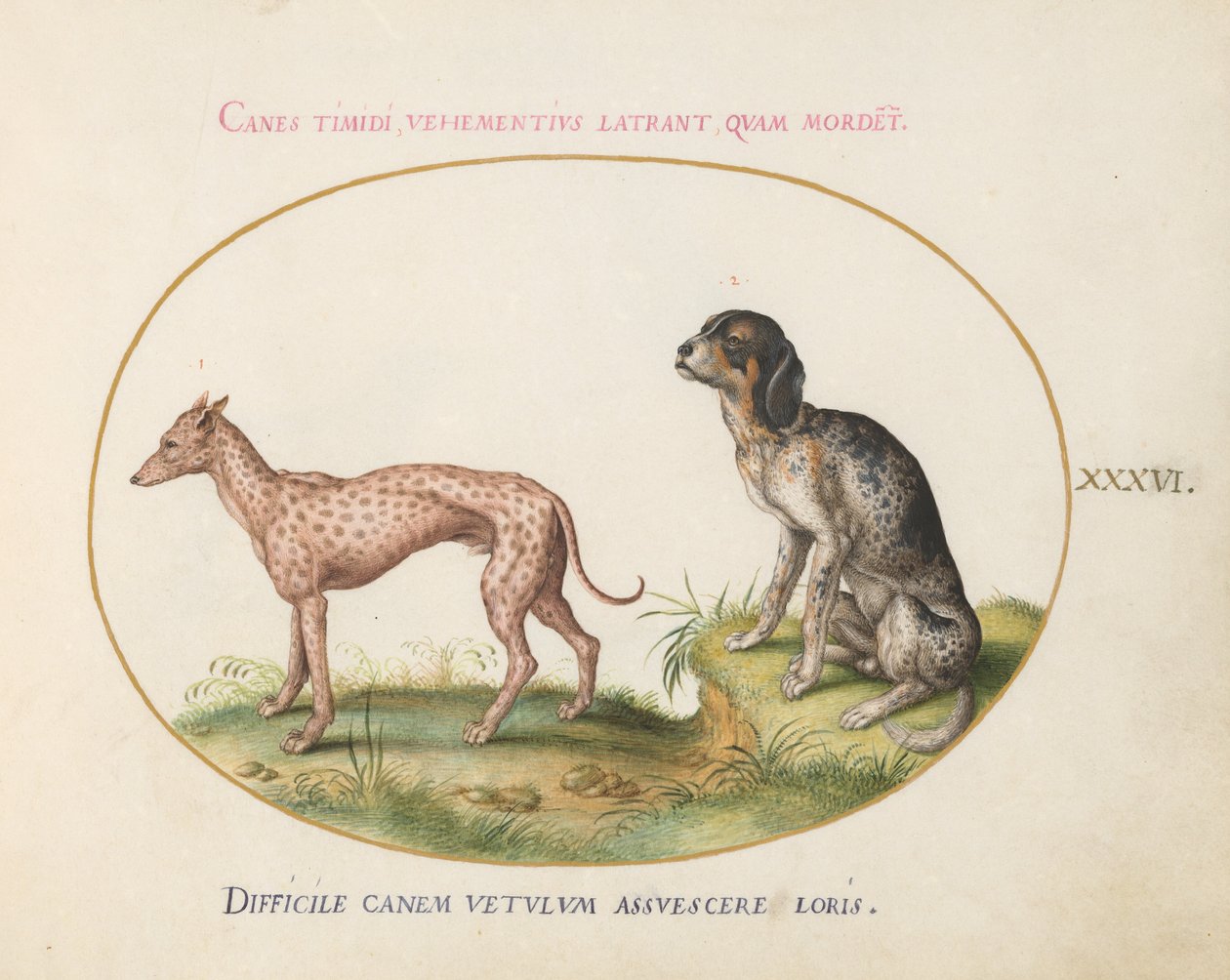 Planche 36 : Deux chiens tachetés - Joris Hoefnagel