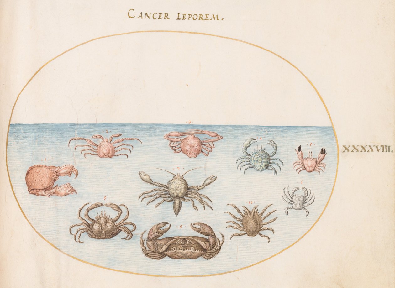 Planche 48 : Dix crabes - Joris Hoefnagel