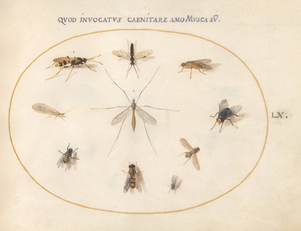 Planche 60 : Mouches et autres insectes - Joris Hoefnagel