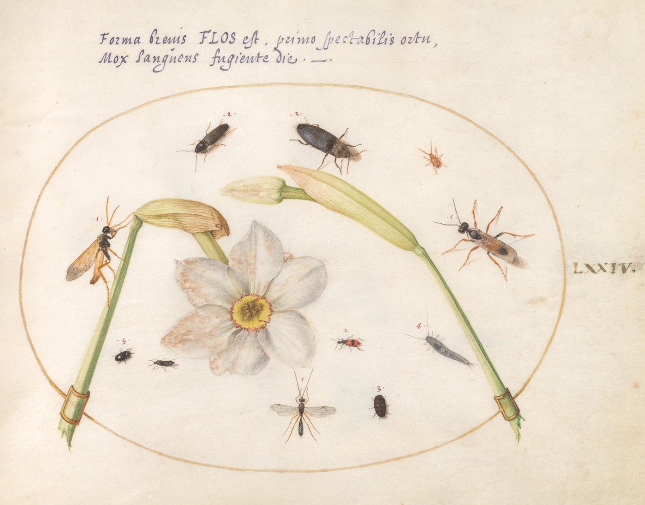 Planche 74 : Insectes avec jonquilles blanches - Joris Hoefnagel