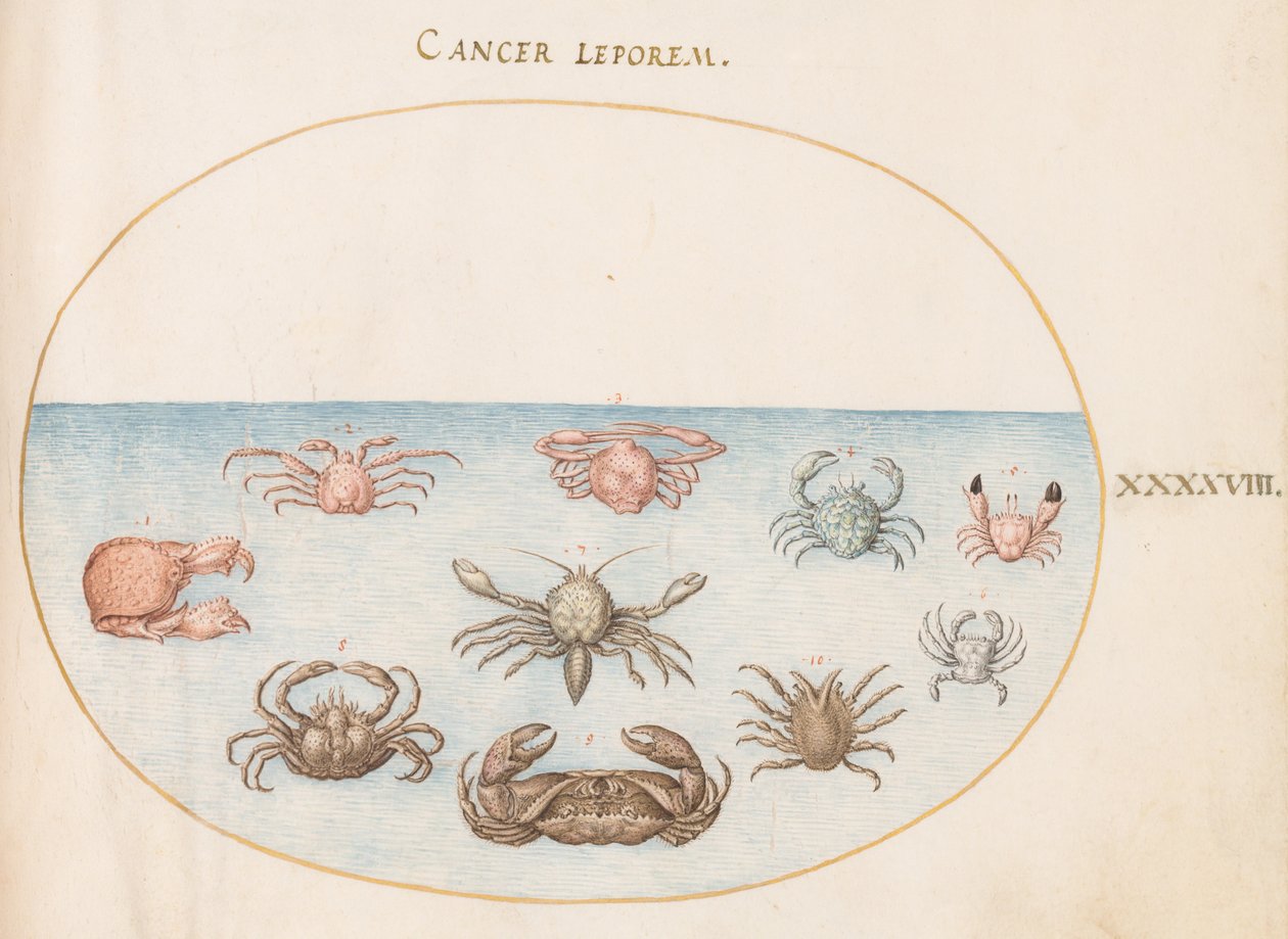 Crustacé, vers 1575-80 - Joris Hoefnagel