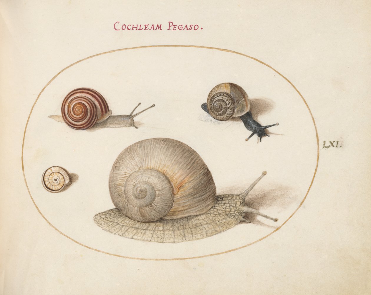 Escargot, vers 1575-80 - Joris Hoefnagel