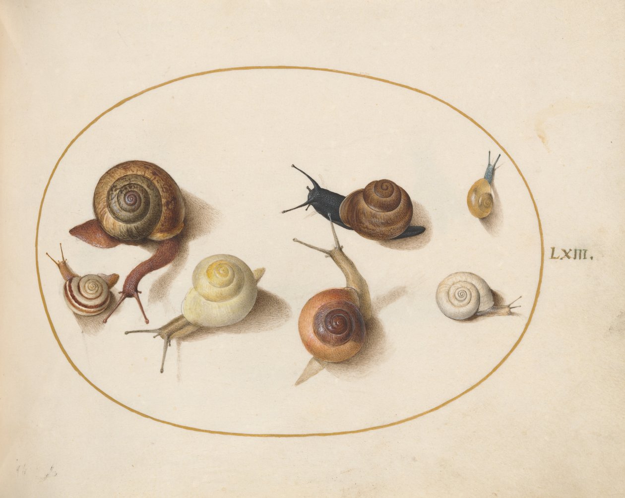 Escargot, c.1575-80 - Joris Hoefnagel