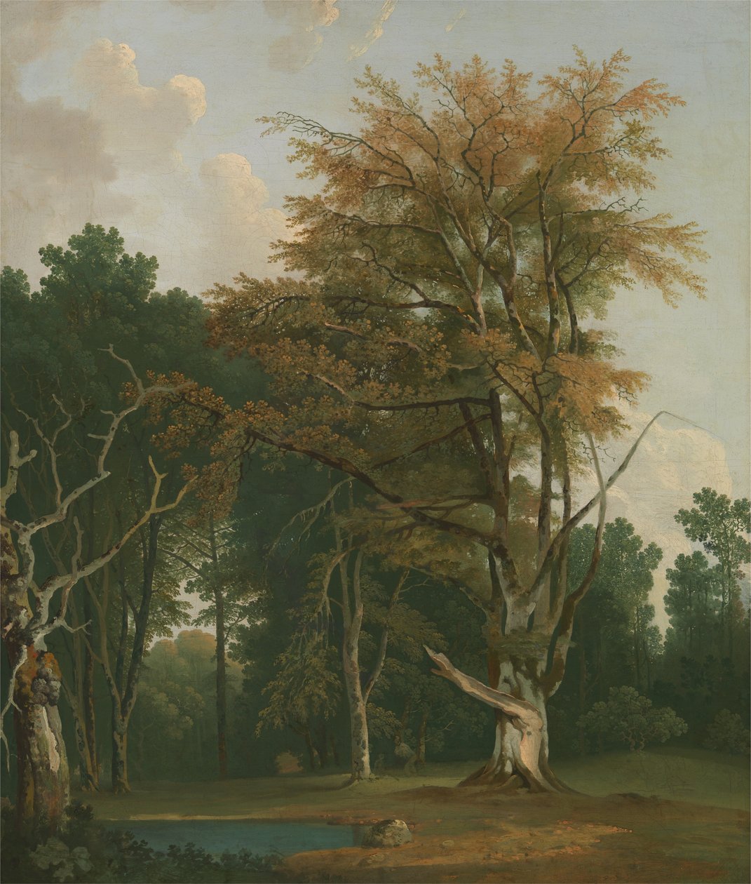 Arbres dans une clairière boisée - Joseph Farington