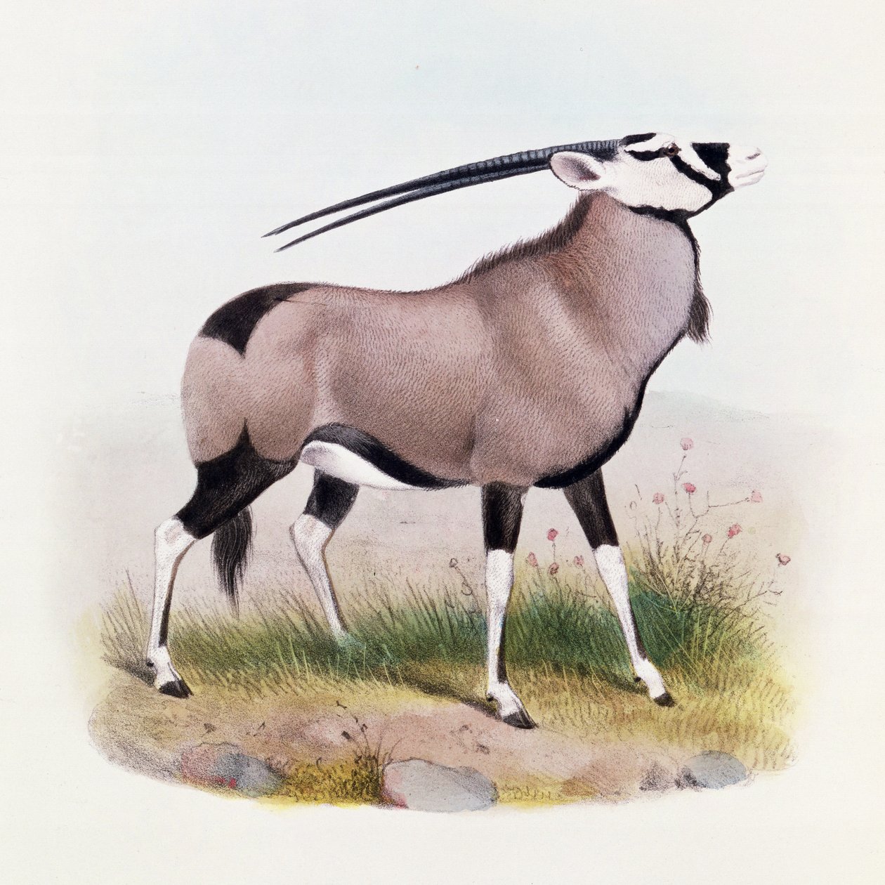 Le Gemsbok, de 