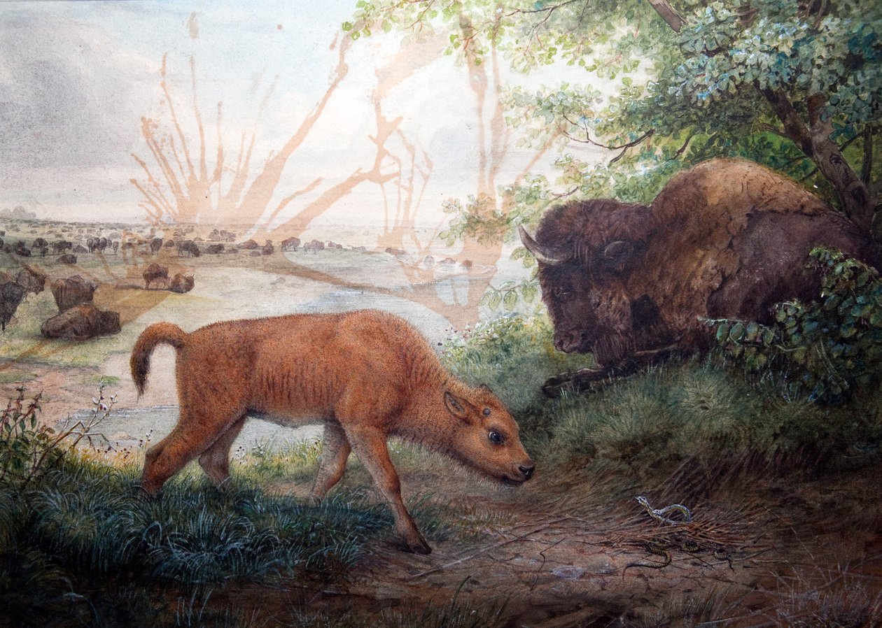 Bison américain, 1850 - Joseph Wolf