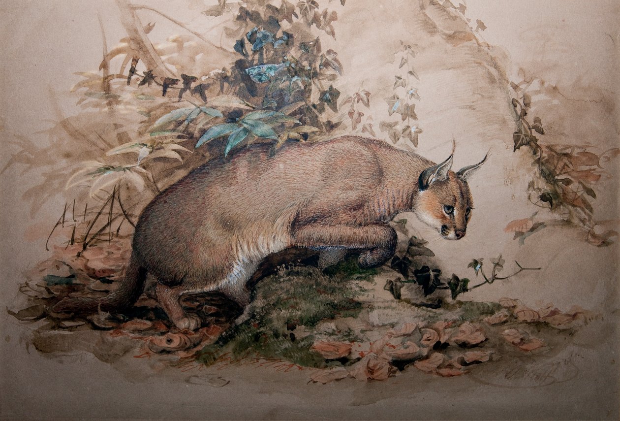 Caracal, 1851-69 - Joseph Wolf