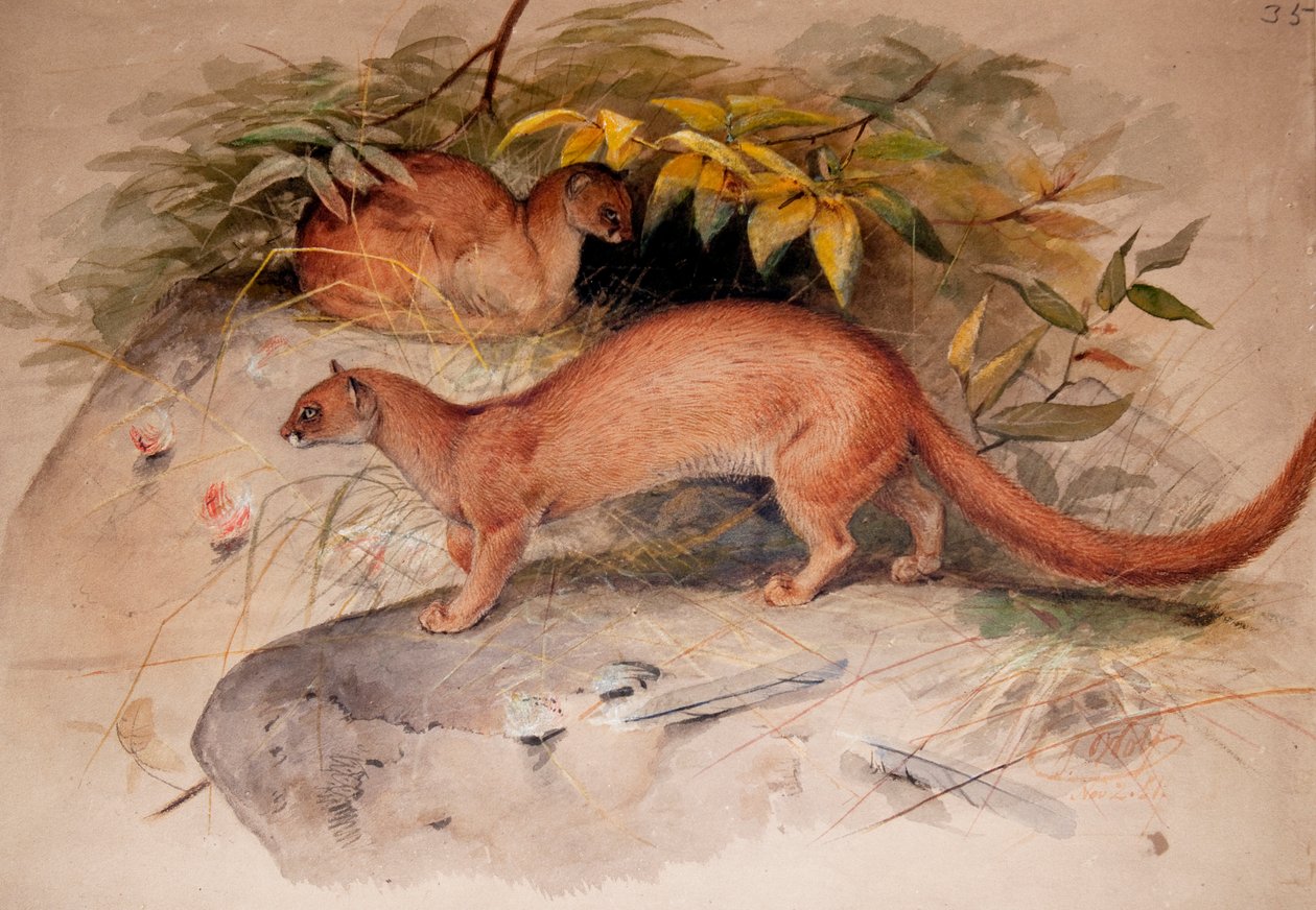 Eyra (Felis eyra), 1851 - Joseph Wolf