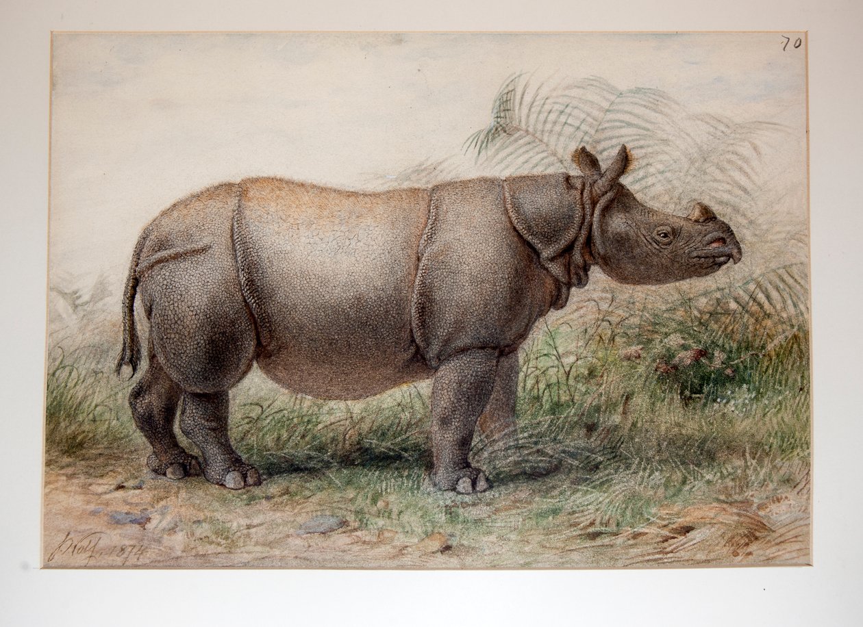 Rhinocéros de Java, 1874 - Joseph Wolf