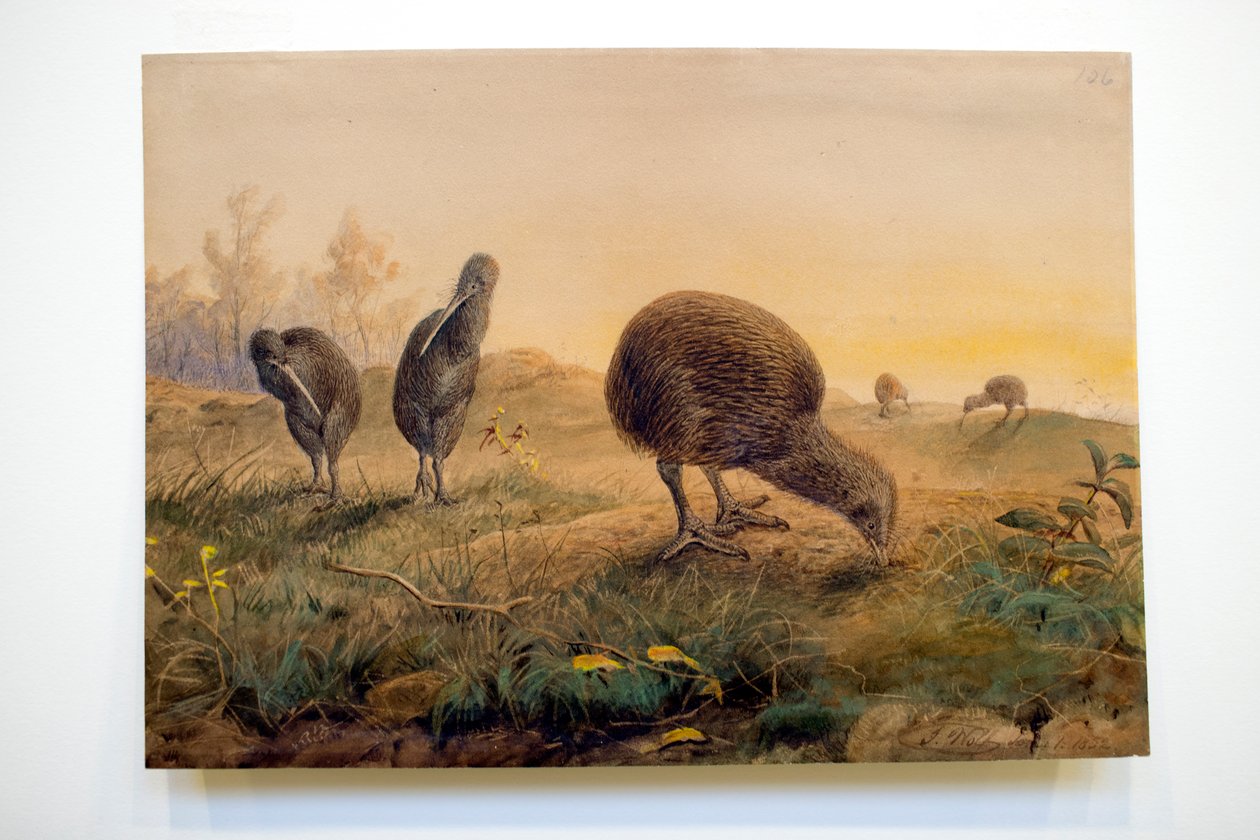 Kiwi Mantells, 1852 - Joseph Wolf