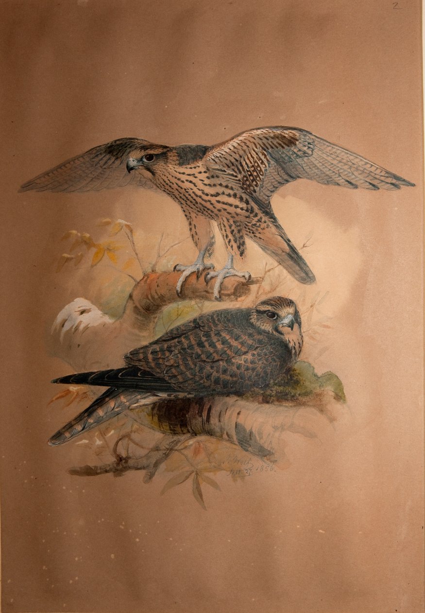 Faucon lanier (Falco lanarius), 1856 - Joseph Wolf