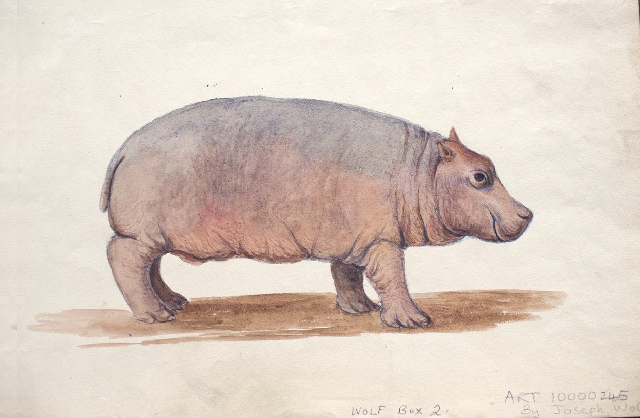 Obaysch, vers 1850 - Joseph Wolf