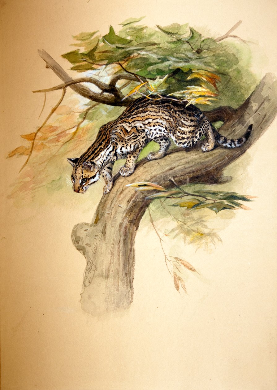 Ocelot, 1851 - Joseph Wolf