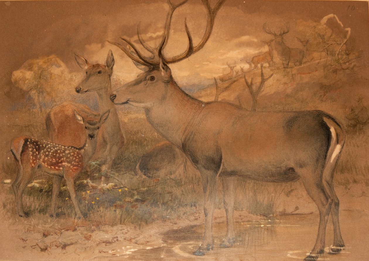 Cerf persan - Joseph Wolf
