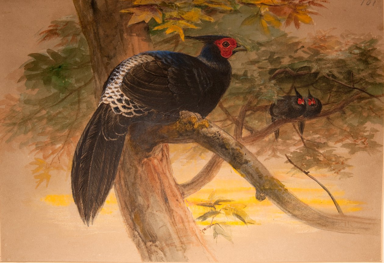 Purple Kaleege (Euplocamus horsfieldi), c.1851-76 - Joseph Wolf