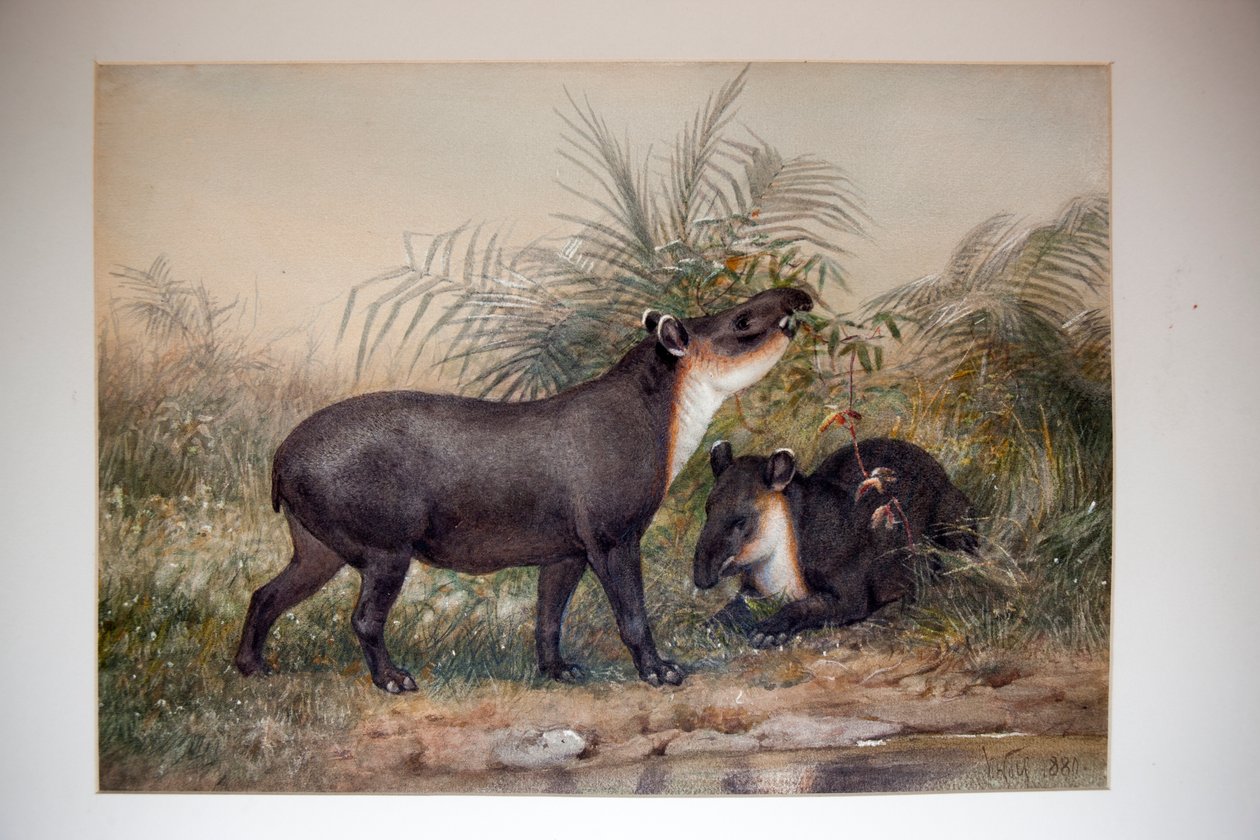 Tapir, 1880 - Joseph Wolf