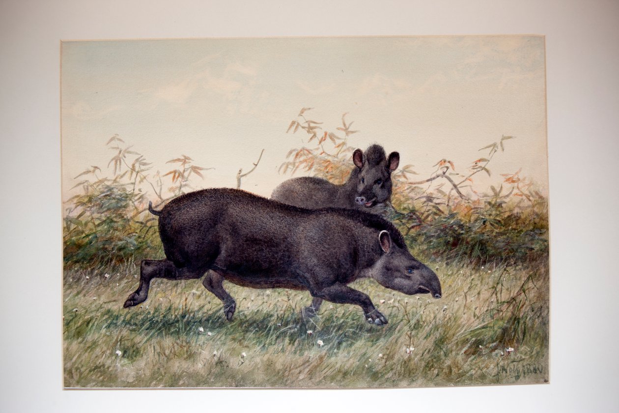 Tapir, 1880 - Joseph Wolf