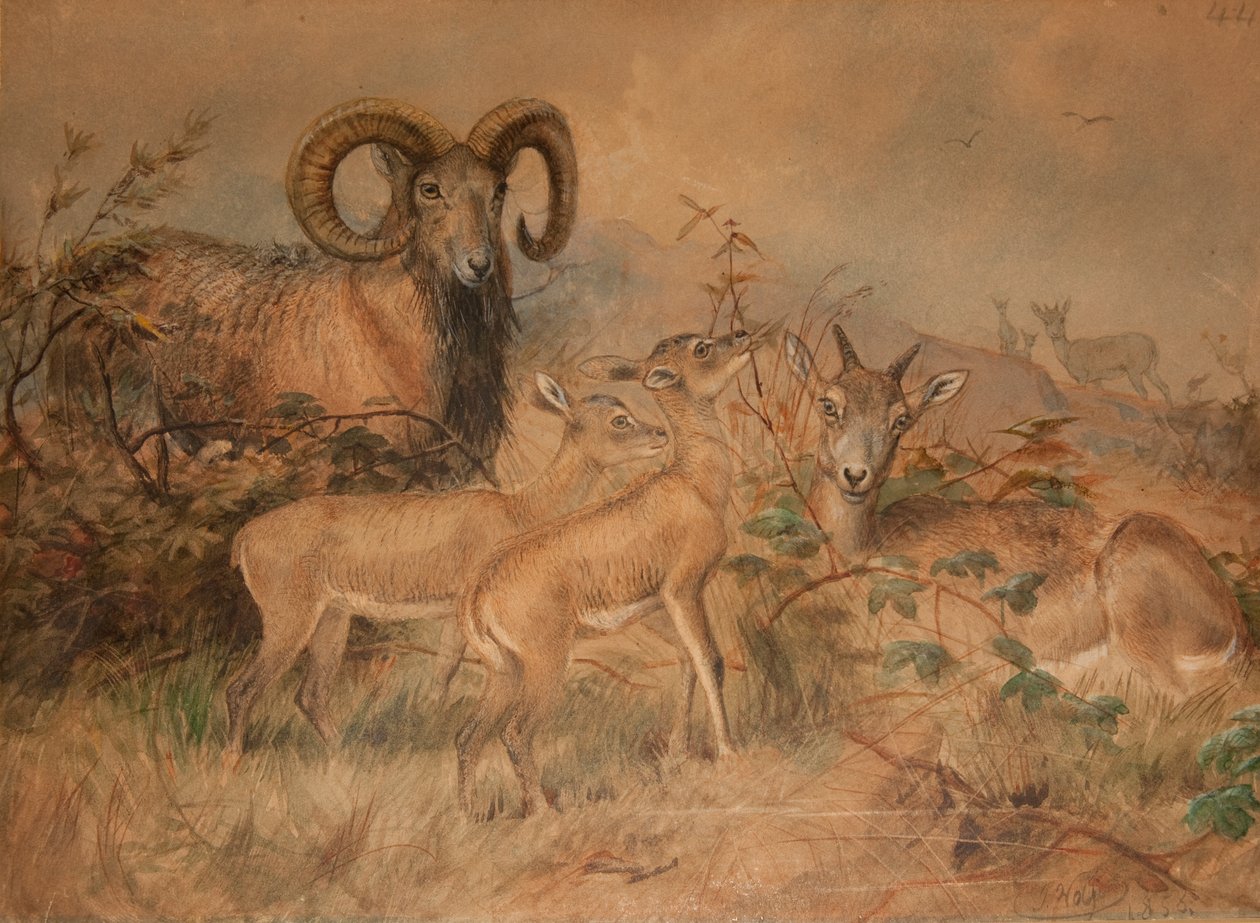 Moutons sauvages de Vigne, 1858 - Joseph Wolf