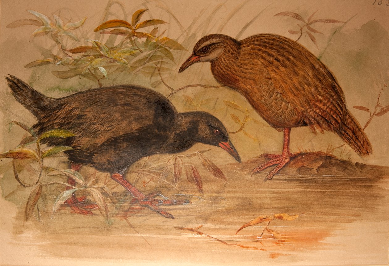 Weka Rail (Ocydromus australis), c.1851-76 - Joseph Wolf