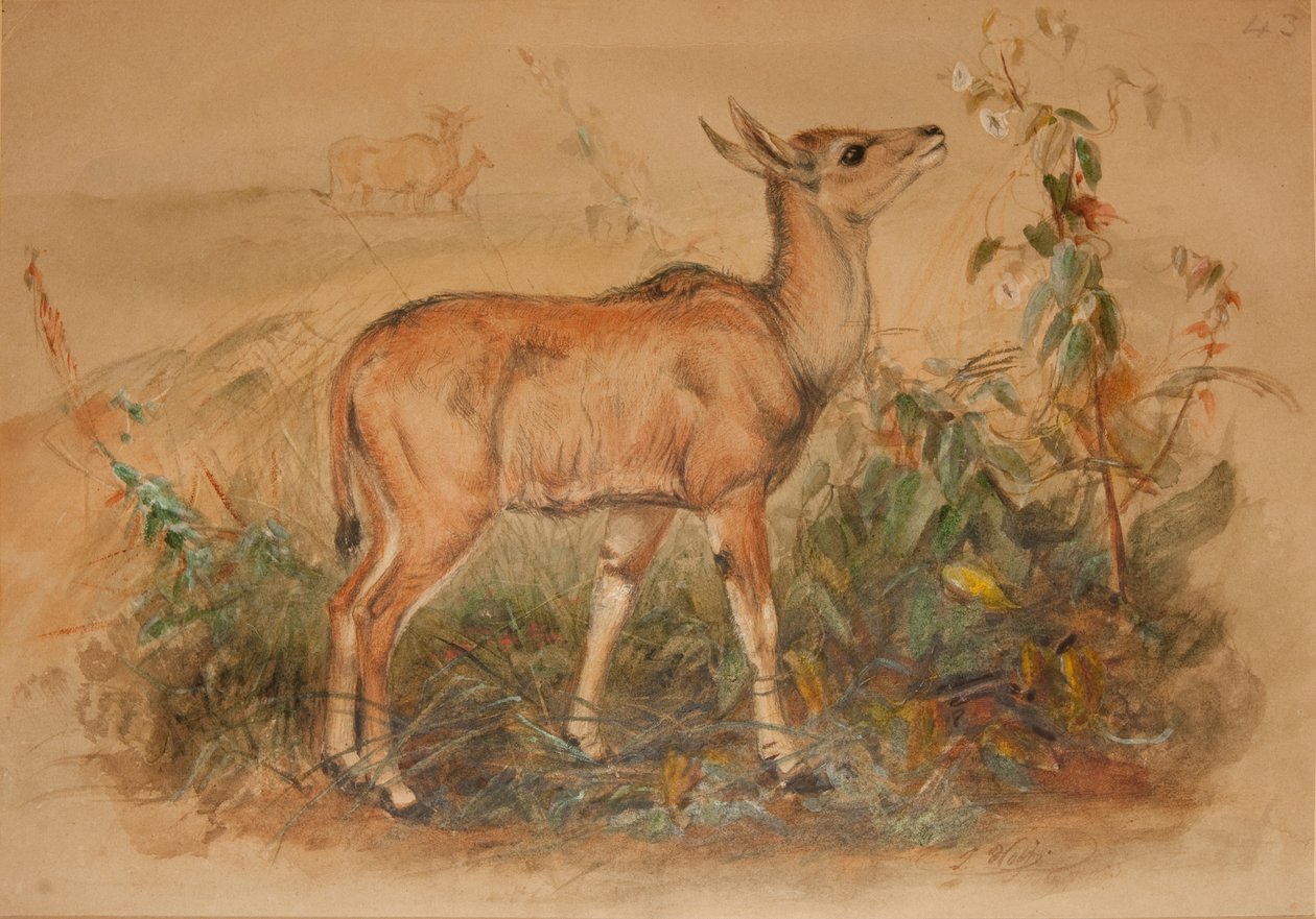 Jeune éland - Joseph Wolf