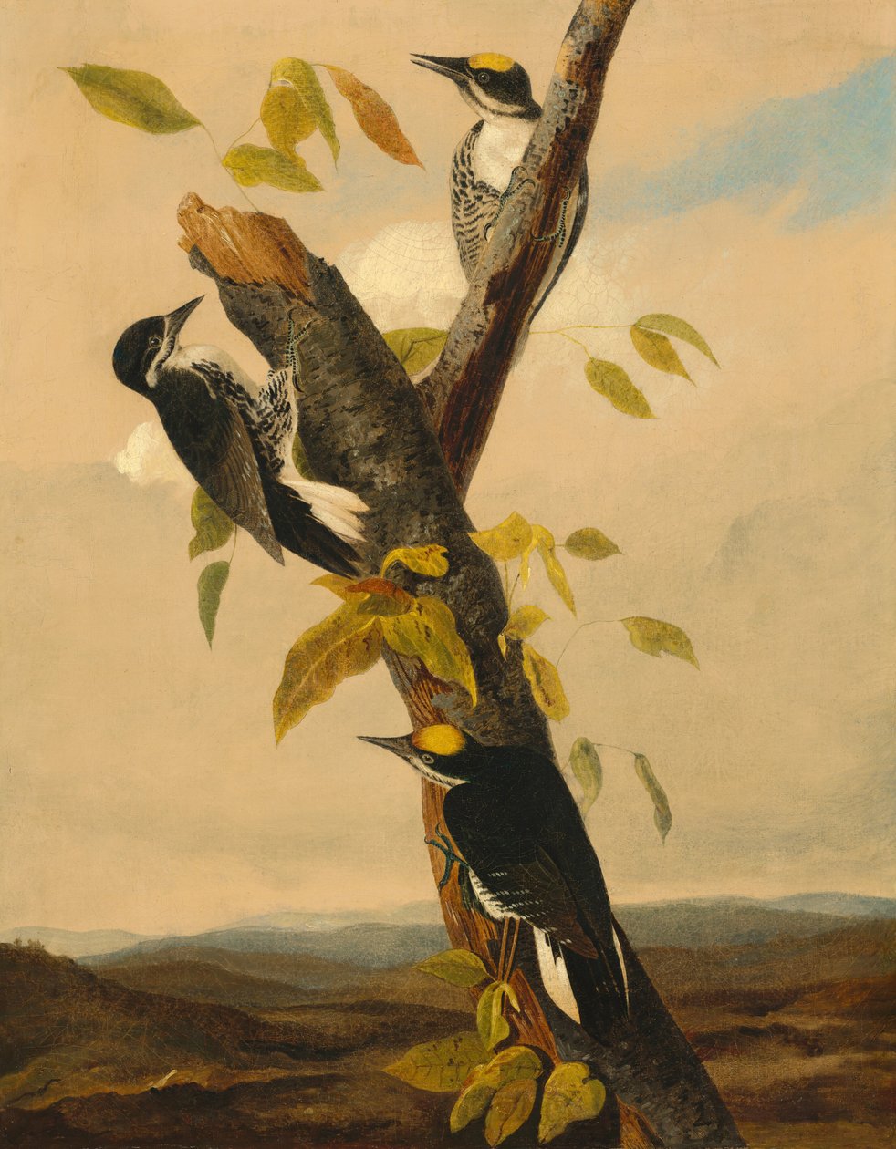 Pic à dos noir et trois doigts - Joseph Bartholomew Kidd