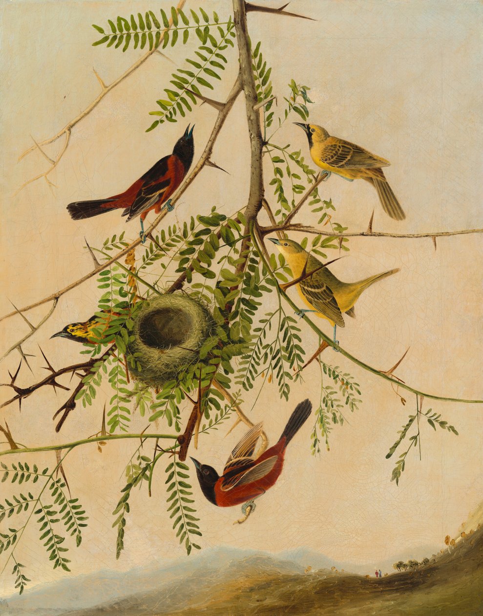 Oriole des Vergers, 1830-1832 - Joseph Bartholomew Kidd