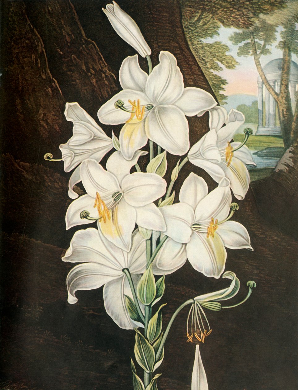 Le Lys Blanc, vers 1800, 1948 - Joseph Constantine Stadler