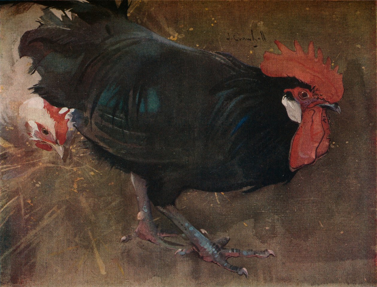Le Coq Noir - Joseph Crawhall