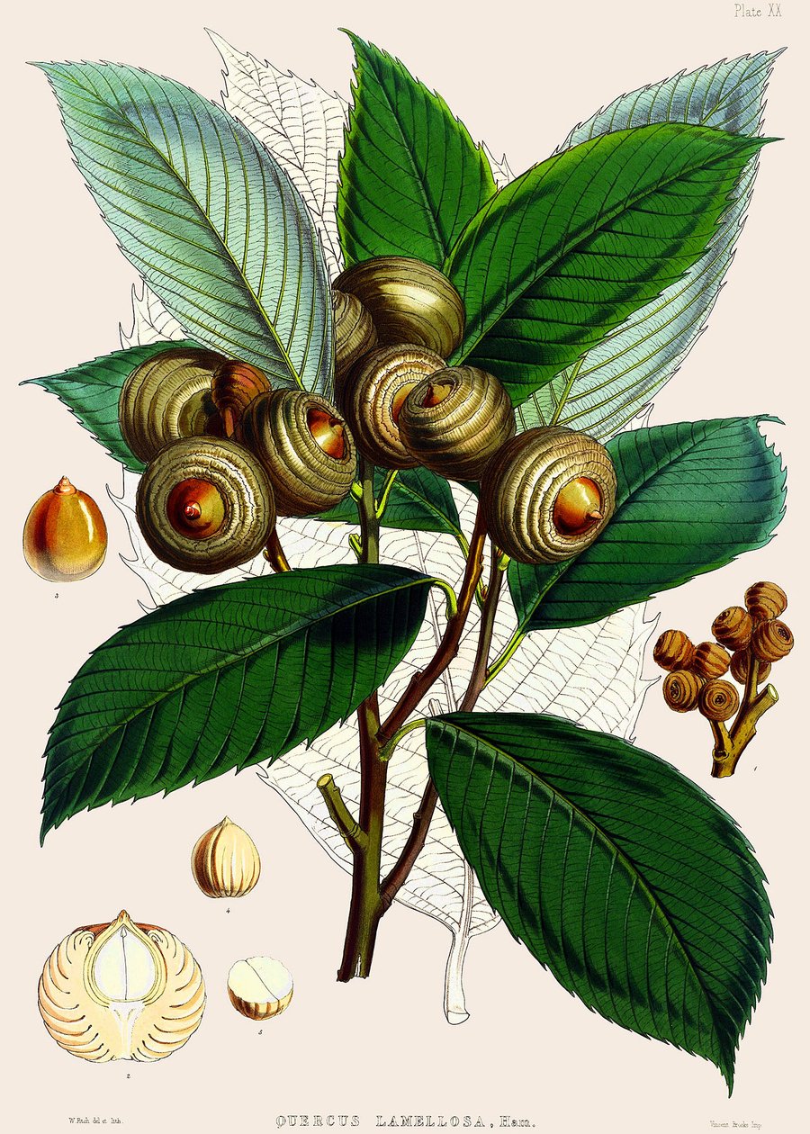 Quercus lamellosa, 1890 - Joseph Dalton Hooker