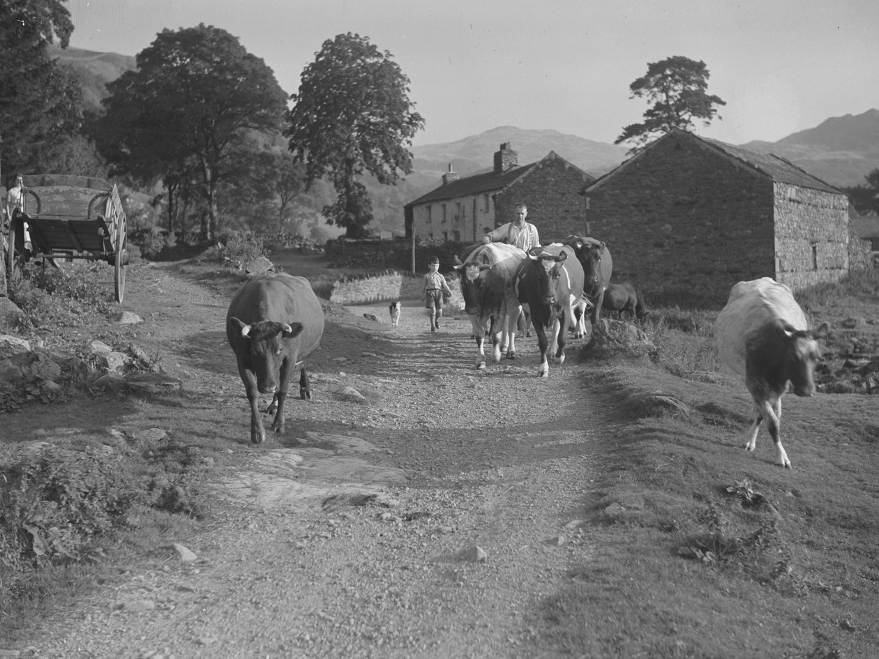 Conduire des vaches sur une route - Joseph Hardman