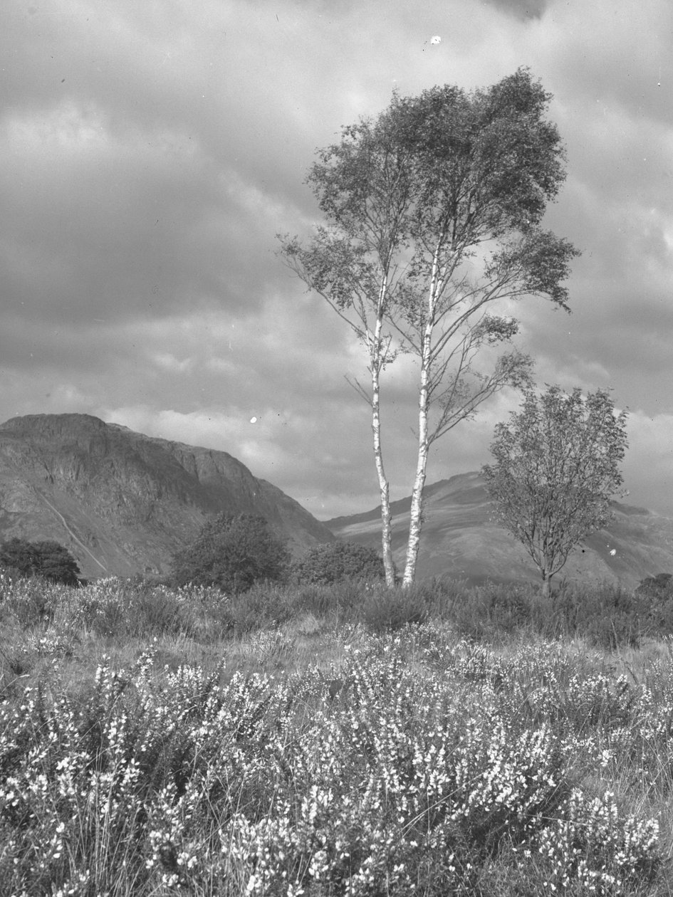 Fleurs et arbres devant les montagnes - Joseph Hardman