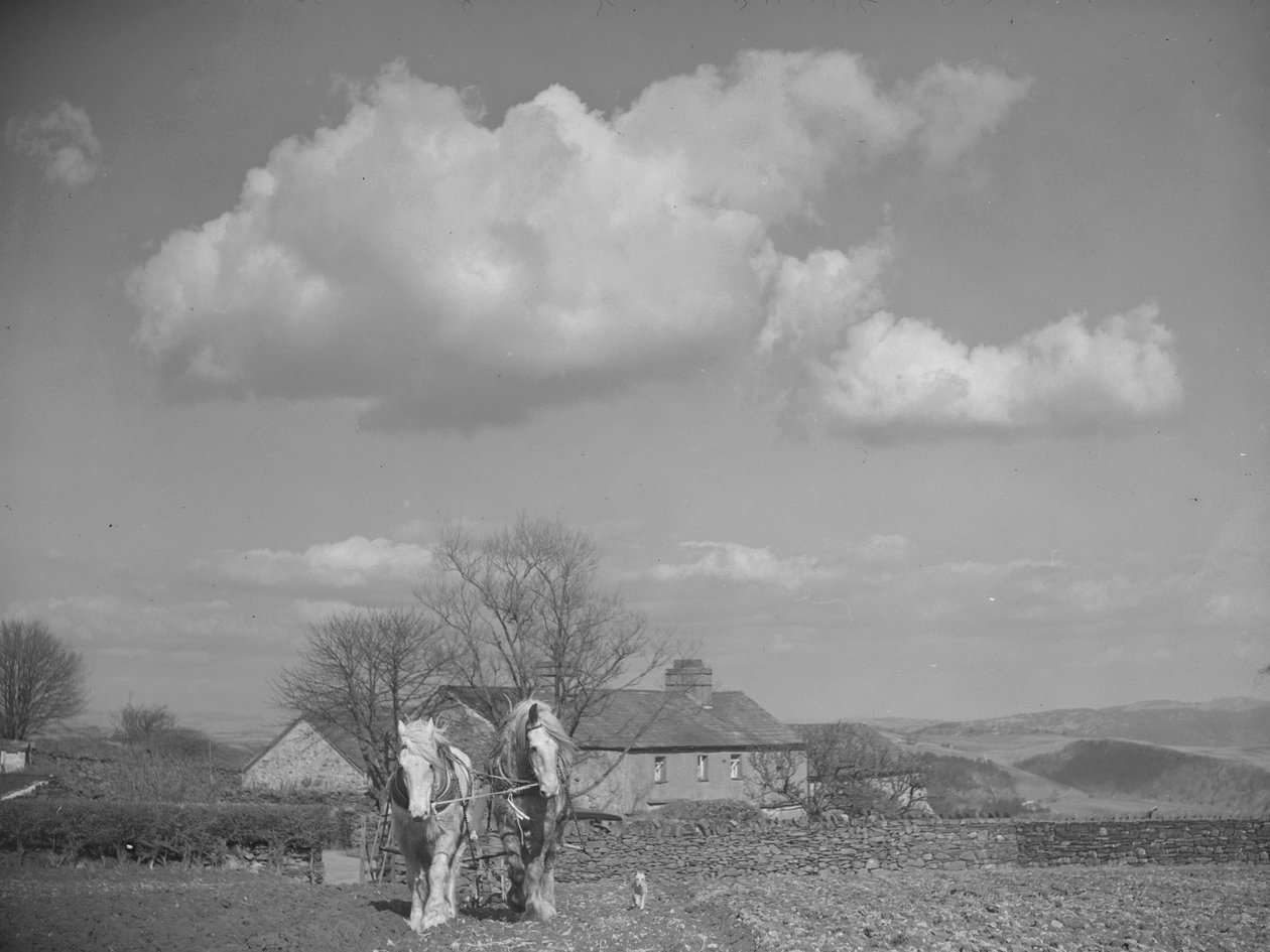 Deux chevaux tirant une charrue devant une caméra - Joseph Hardman