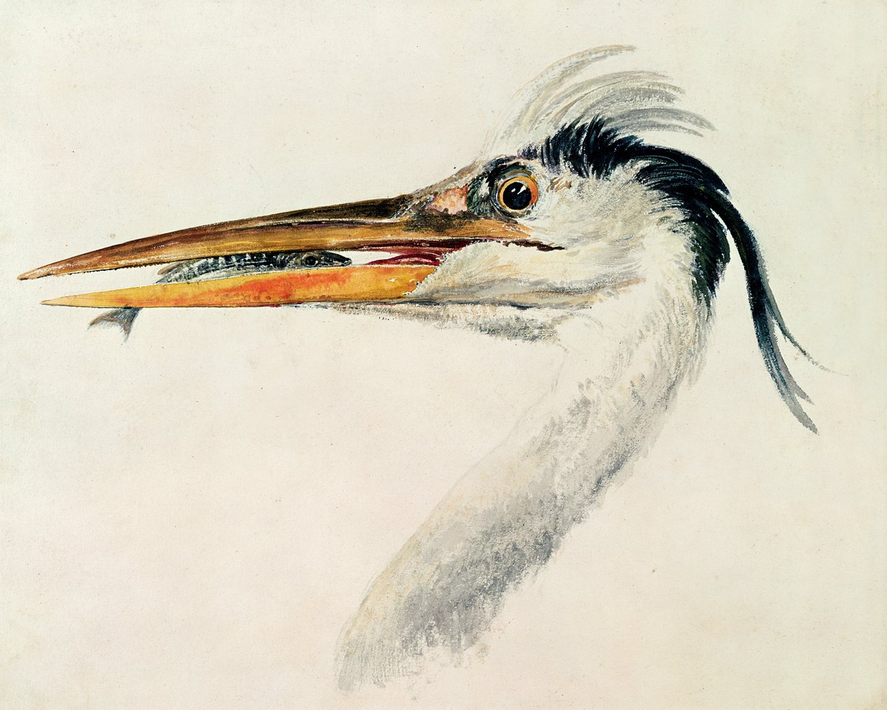 Héron avec un poisson - Joseph Mallord William Turner
